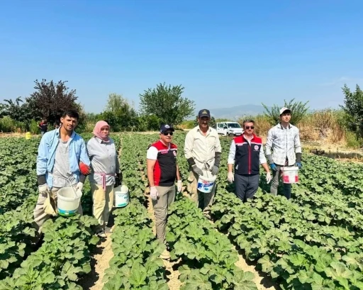 Ko&ccedil;arlı, Aydın&rsquo;ın bamya &uuml;retimindeki liderliğini s&uuml;rd&uuml;r&uuml;yor
