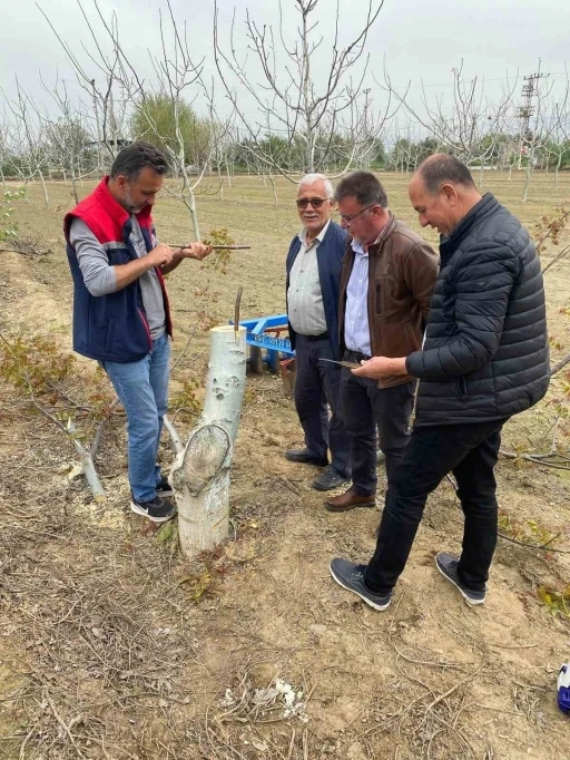 Ko&ccedil;arlı&rsquo;da &uuml;reticilere "Cevizde Aşılama" eğitimi verilecek
