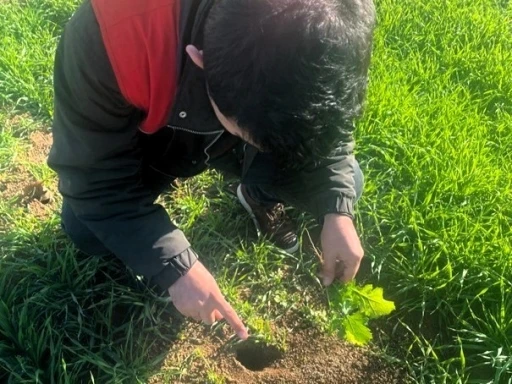 Kof&ccedil;az&rsquo;da tarla faresine karşı etkin m&uuml;cadele: Tarım arazilerinde fare tehdidi
