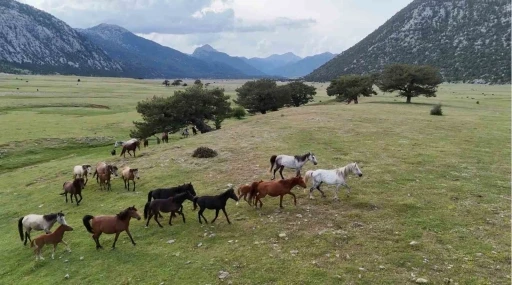 K&ouml;kenleri Osmanlı S&uuml;vari atlarına dayanan Toroslar&rsquo;ın &ouml;zg&uuml;r ruhları yılkı atları
