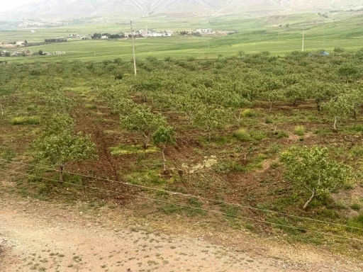 Komşu illerde aşırı yağışlar nedeniyle Siirt fıstığında rekolte ve talebin artması bekleniyor
