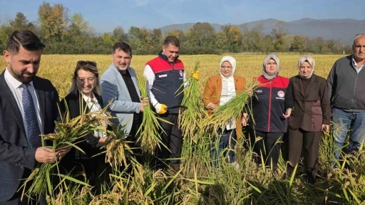 Konuralp pirincinde &quot;damlama sulama&quot; bereketi

