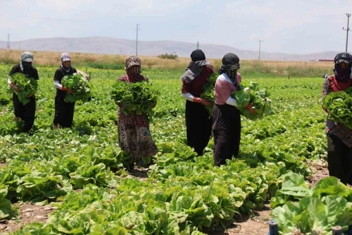 Konya&rsquo;da marul bolluğu fiyatları d&uuml;ş&uuml;rd&uuml;

