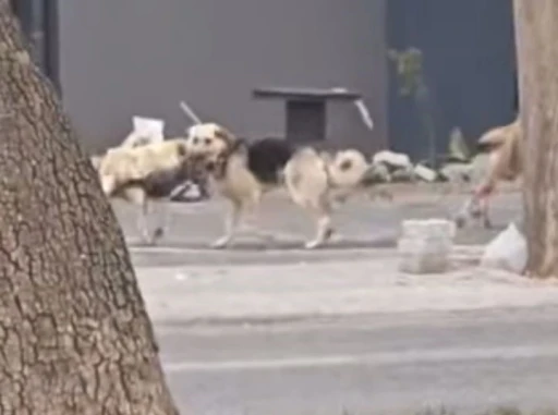 Konya’da sahipsiz köpekler kediyi parçaladı
