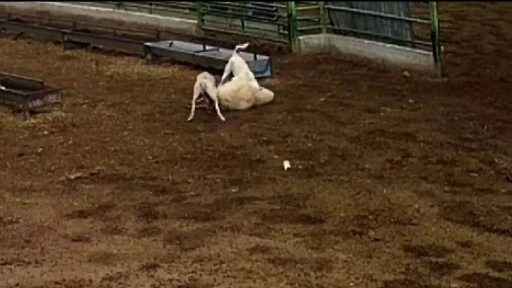 Konya&rsquo;da sokak k&ouml;peklerinin saldırdığı koyun telef oldu
