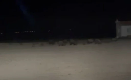 Konya’da tarım alanlarında domuz nöbeti
