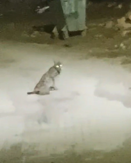 Konya&rsquo;da vaşak g&ouml;r&uuml;nt&uuml;lendi
