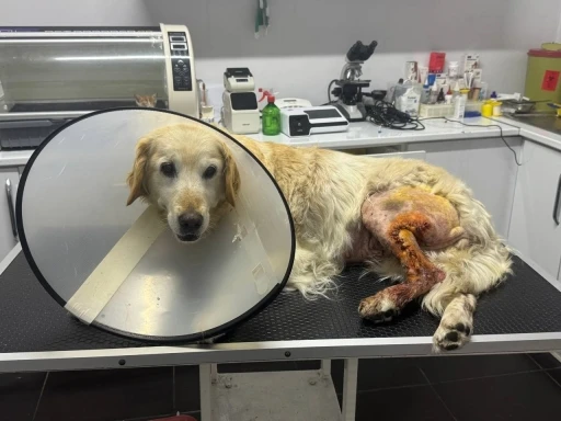 Köpeğin ayağından hentbol topu büyüklüğünde kitle çıkartıldı
