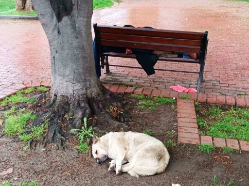 Köpeğin sadakati: Bankta uyuyan adamı yalnız bırakmadı
