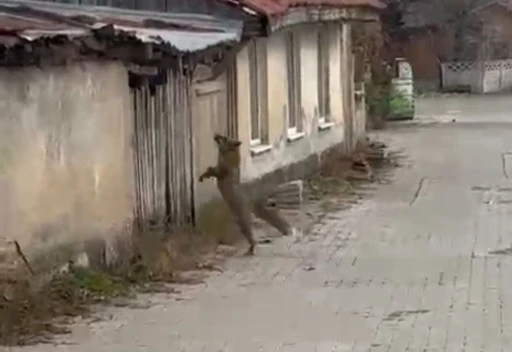 Köpek seslerini duyan tilkinin yaşadığı panik kamerada
