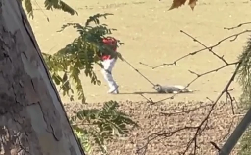 Köpek toplama görüntüleri tepki çekti
