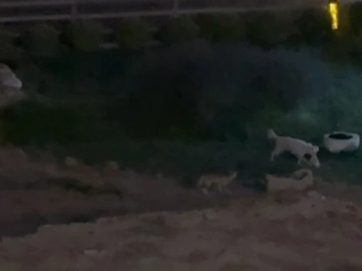 Köpekle tilkinin oyunu görenleri güldürdü
