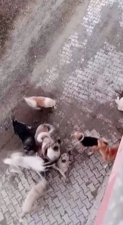 Köpekler arasında yaşanan korkutan boğuşma kamerada
