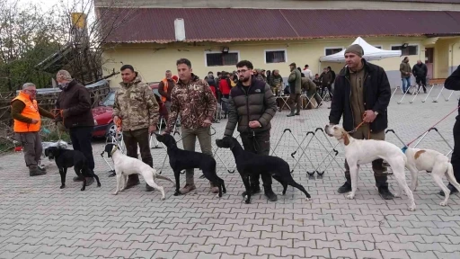 Köpekler en gözde özellikleriyle yarıştı

