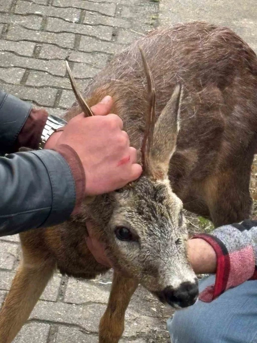 K&ouml;peklerin saldırdığı karacayı duyarlı vatandaş kurtardı
