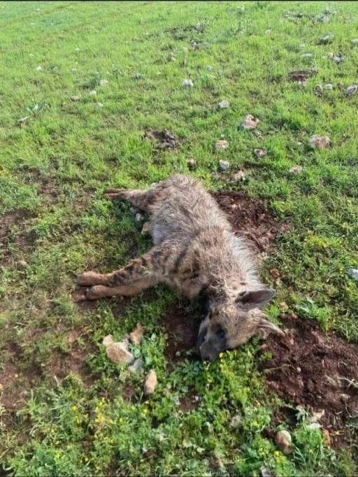 K&ouml;peklerin saldırdığı sırtlan telef oldu

