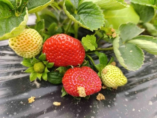 Köprübaşı’nda kış çileği 200 TL’den alıcı buluyor
