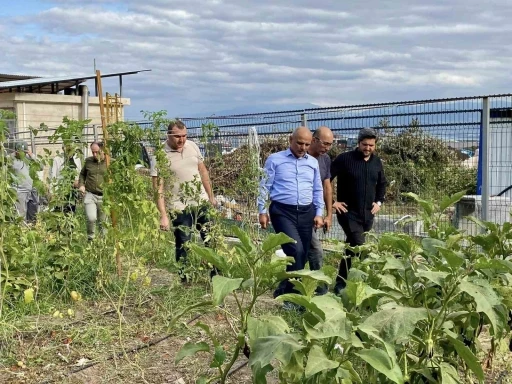 Körfez’de ata tohumlarının ilk hasadı yapıldı
