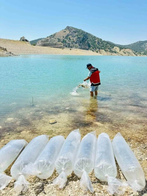 Korkuteli’nde 60 bin sazan balığı doğaya bırakıldı
