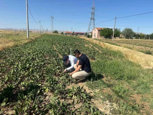 Kornişon salatalık ve kırmızı pancarda hastalık ve zararlıların takibi sürüyor
