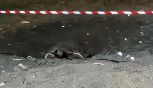 Koruma alanı dışına yuva yapan caretta caretta i&ccedil;in şeritli tedbir
