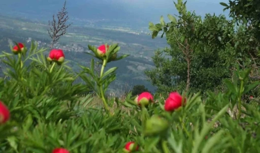 Koruma altındaki &ccedil;i&ccedil;ekler doğaseverleri cezbediyor
