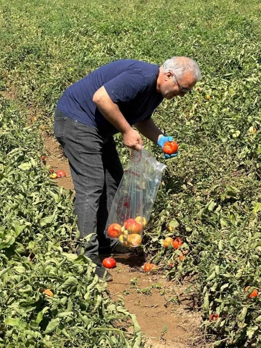 K&ouml;şk&rsquo;te domateste hasat &ouml;ncesi ila&ccedil; kalıntısı denetimi başladı
