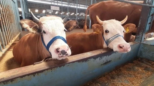 K&ouml;şk&rsquo;te karantina kaldırıldı
