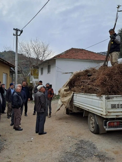 K&ouml;şk&rsquo;te k&ouml;kl&uuml; kestane fidanları &uuml;reticilere dağıtıldı
