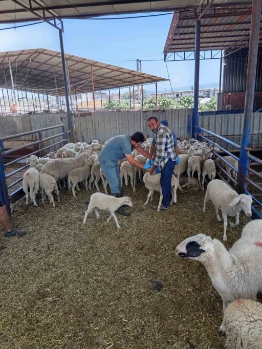 K&ouml;şk&rsquo;te k&uuml;&ccedil;&uuml;kbaş hayvanlar kayıt altına alınıyor
