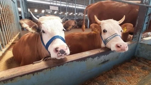 K&ouml;şk&rsquo;te şap karantinası
