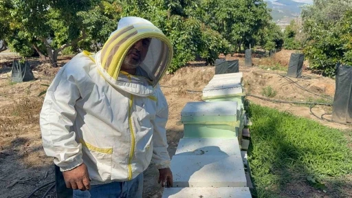 Kovanlarına ayı saldıran arıcı: &quot;Bal falan kalmamış&quot;
