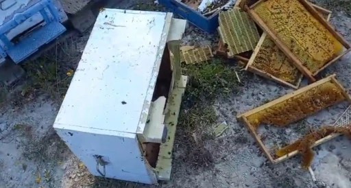 Kovanlarına ayı saldırdı: &quot;Şükür bir tanesini parçalamış, ayımız medeniymiş&quot;
