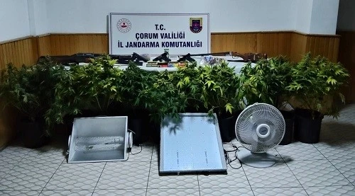 Köy evinde çadır kurup skunk yetiştiren şahsa operasyon
