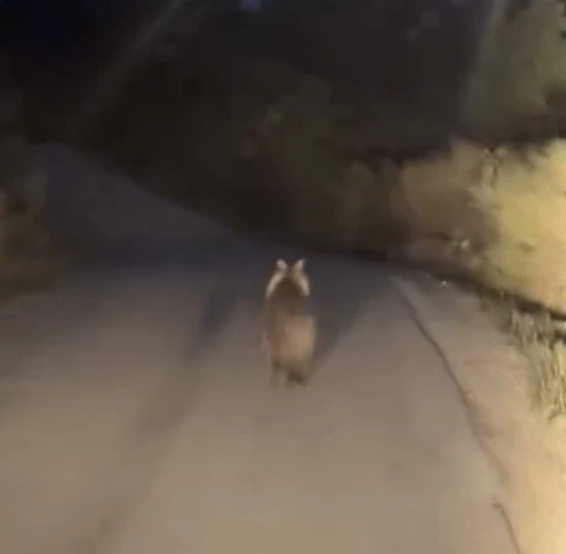 Köy yolunda ayı ile araç yarıştı
