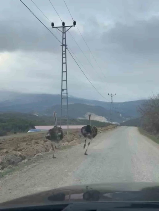 K&ouml;y yolunda koşan deve kuşları kameraya yansıdı
