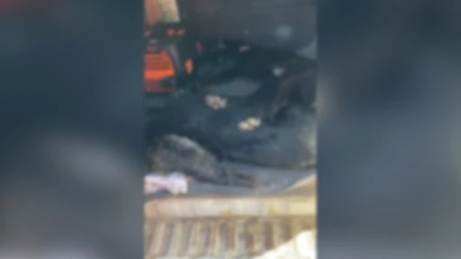 K&ouml;yceğiz&rsquo;de Sokak Hayvanları Zehirlenerek &Ouml;ld&uuml;r&uuml;ld&uuml;