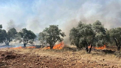 Köyceğiz’de zeytinlik yangını

