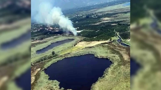 Köyceğiz'de Sazlık Alanda Yangın Çıktı