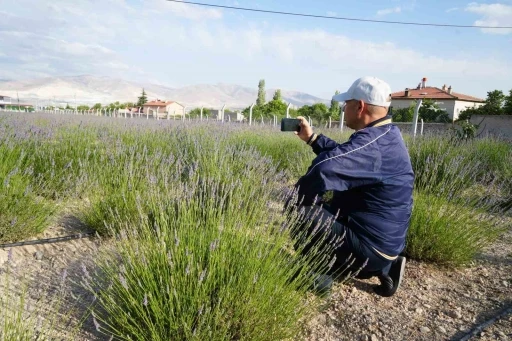 Köyde ’lavanta bahçesi’ turizmi

