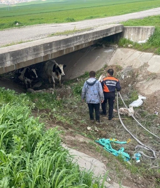 K&ouml;yden ka&ccedil;an iki inek itfaiye ekiplerince yakalandı

