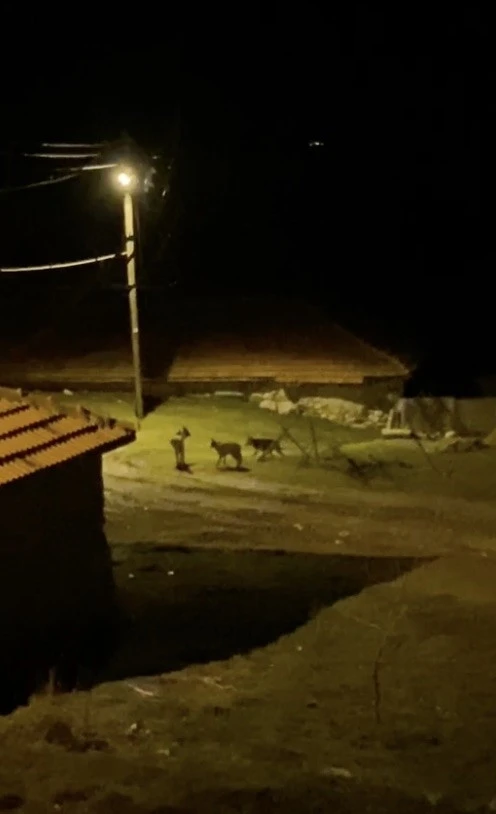 K&ouml;ye inen kurt s&uuml;r&uuml;s&uuml; kamerada
