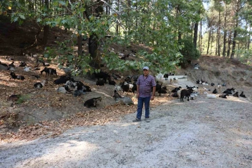 Koyun, keçi ve çobanların kıymeti bilinmedi, ülkenin en büyük sorunu yangınlar oldu
