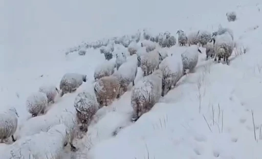 Koyun sürüsünün kar altında zorlu yolculuğu
