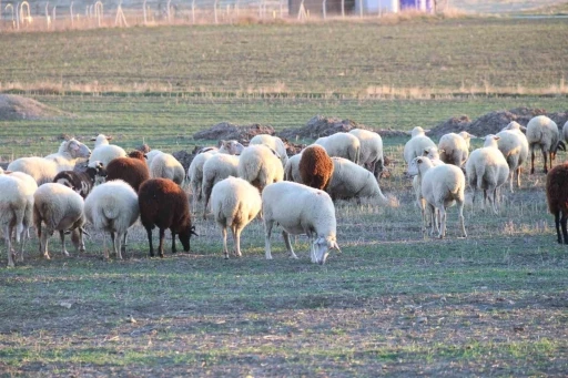Koyunlar bu kışı kırda otlayarak ge&ccedil;iriyor
