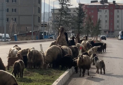 Koyunlar ref&uuml;jde otladı, s&uuml;r&uuml;c&uuml;ler bekledi

