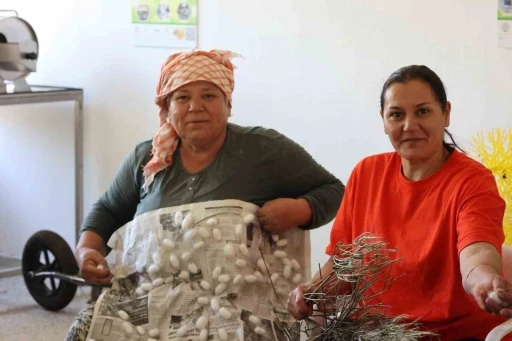 Kozalar ekonomik gelire d&ouml;n&uuml;ş&uuml;yor