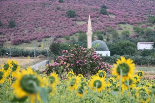 Kozan&rsquo;da dağlar pembeye, ova g&uuml;nebakanlarla sarıya b&uuml;r&uuml;nd&uuml;
