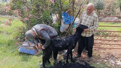 Kozan&rsquo;da ke&ccedil;ilere yaz bakımı
