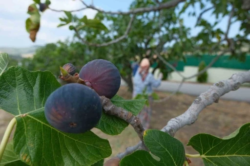 Krali&ccedil;e incirinin ihracatında kilogram başına 1 dolarlık değer artışı oldu
